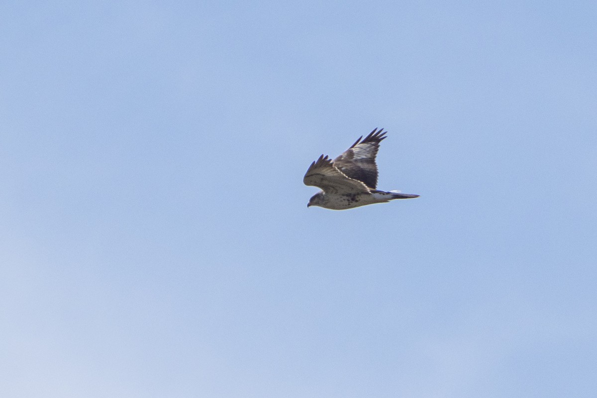 Ferruginous Hawk - Joshua Covill