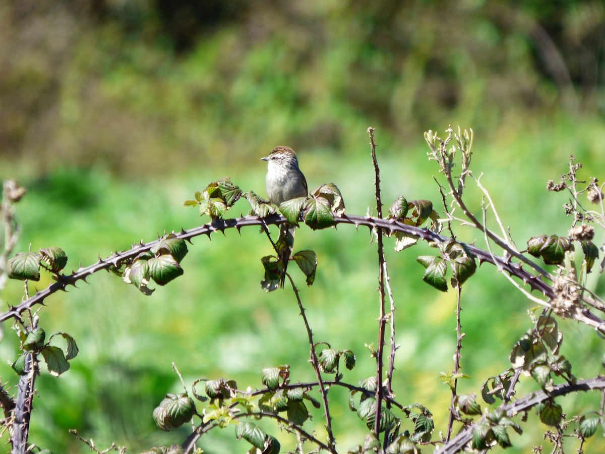 Plain-mantled Tit-Spinetail - ML608941498