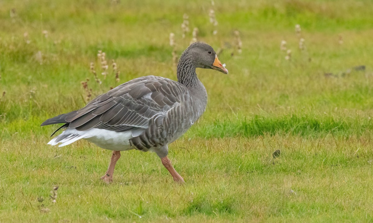 Graylag Goose (European) - ML608941545