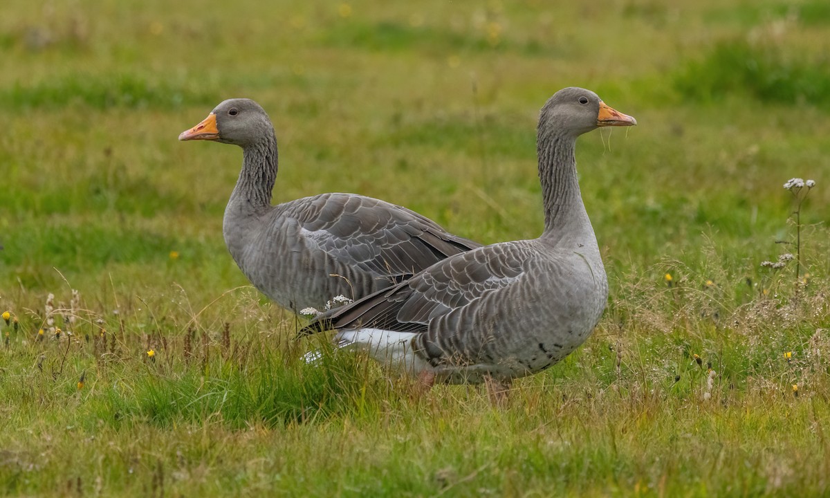 Graylag Goose (European) - ML608941547