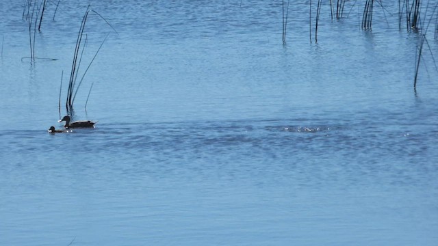 Yellow-billed Pintail - ML608941583