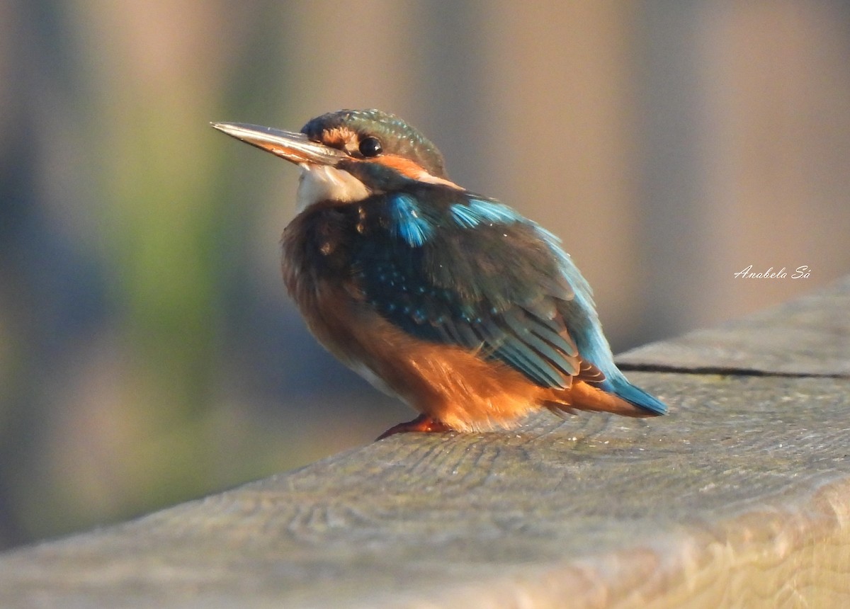 Common Kingfisher - ML608941613