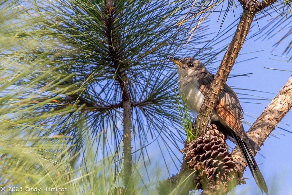 Yellow-billed Cuckoo - ML608941758