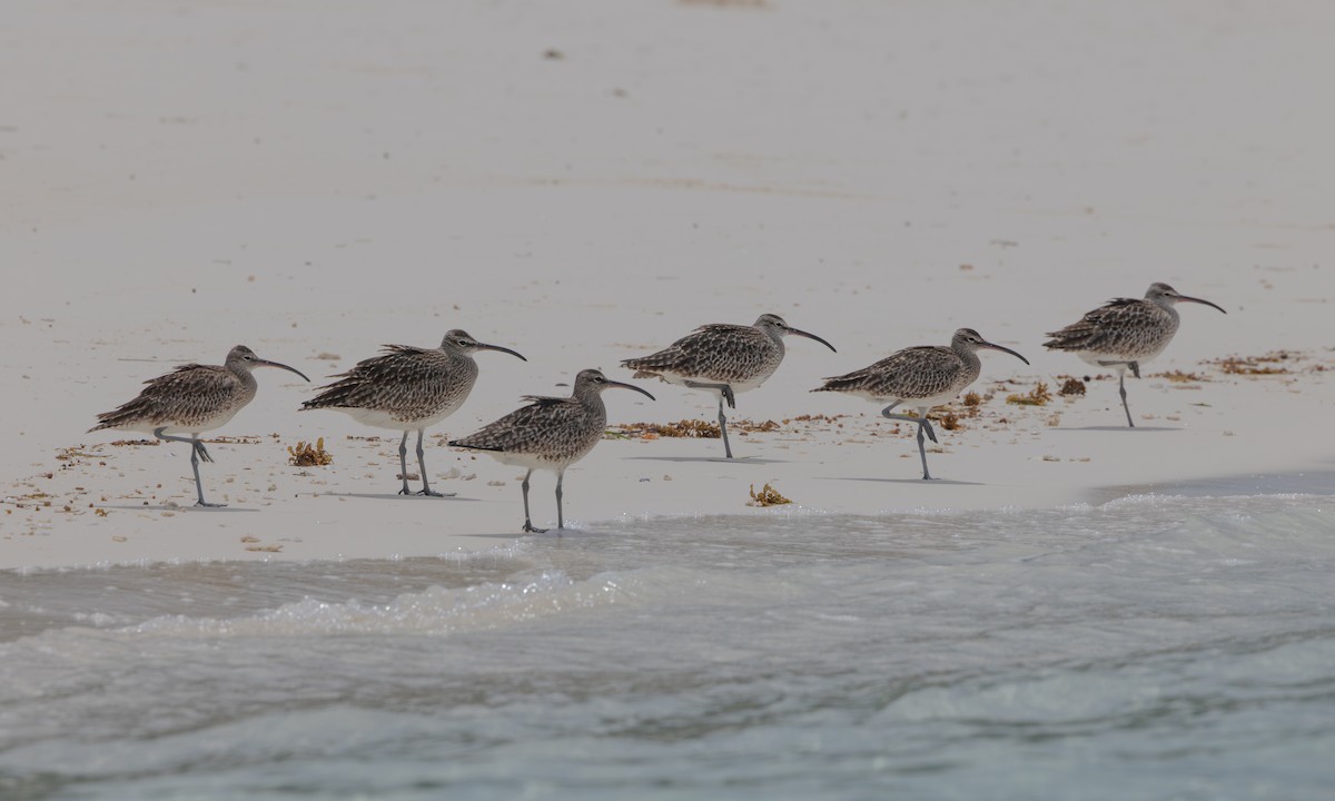 チュウシャクシギ（phaeopus） - ML608941790