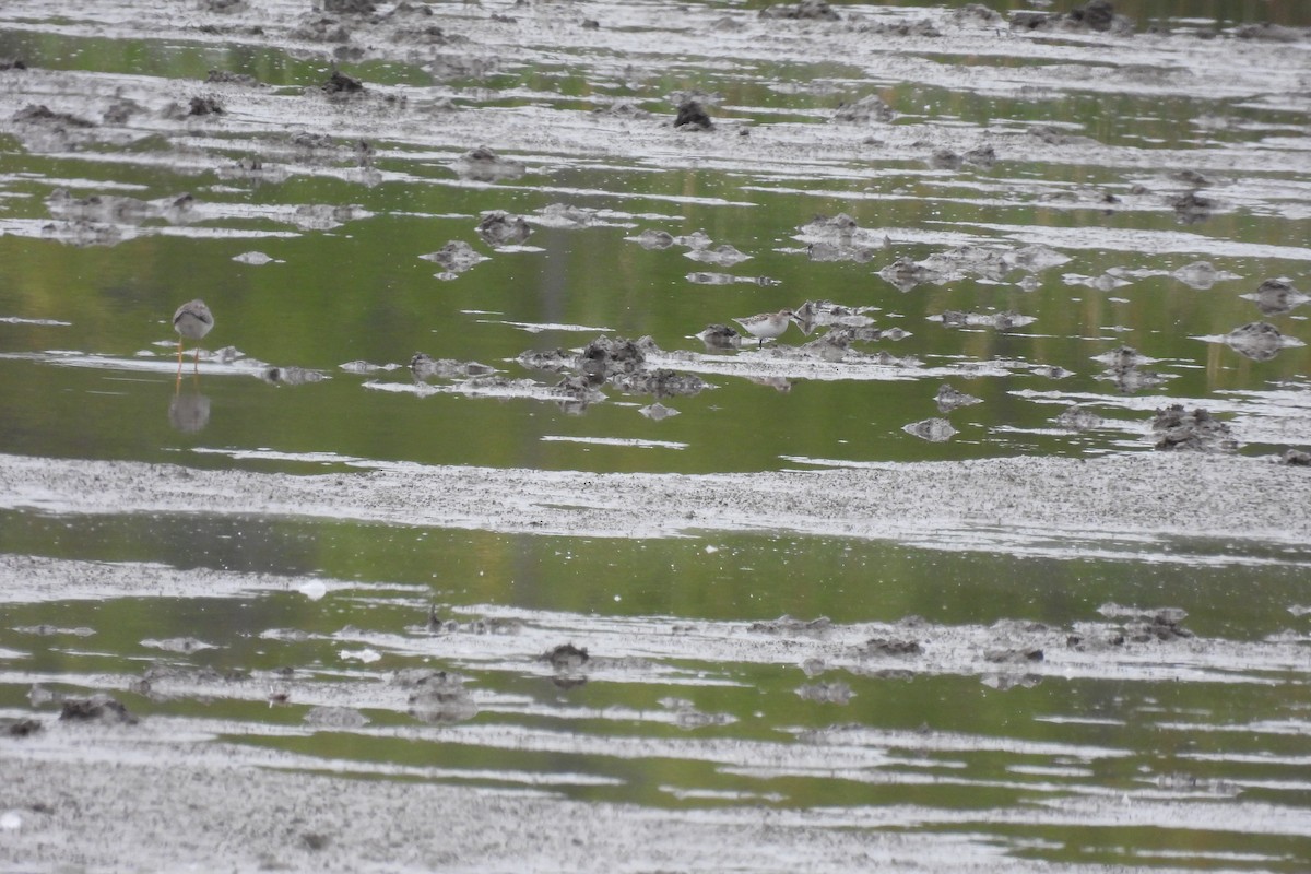 Semipalmated Sandpiper - ML608941847