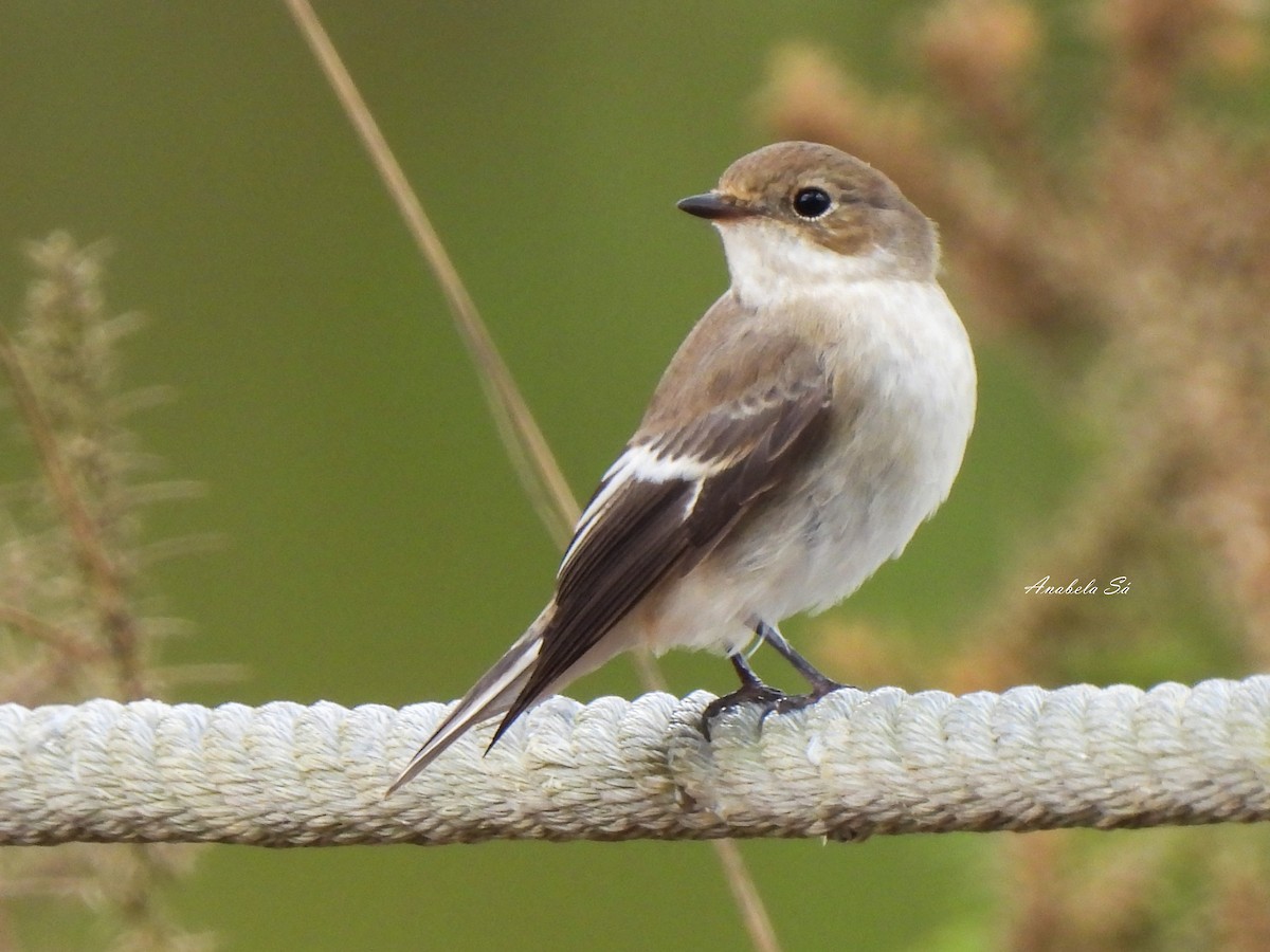 European Pied Flycatcher - ML608941965