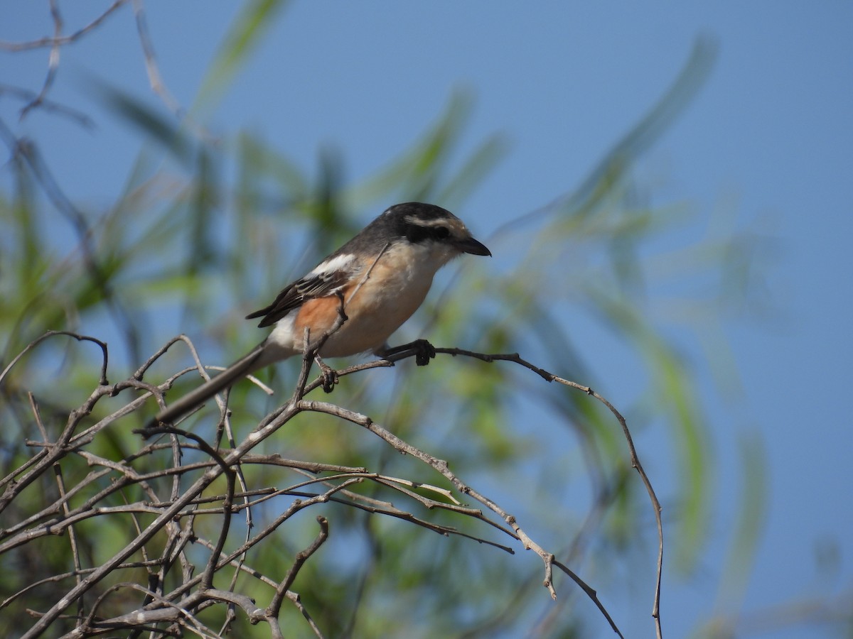 Masked Shrike - ML608942010