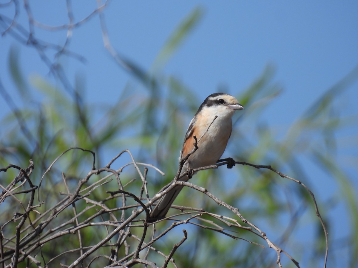 Masked Shrike - ML608942013