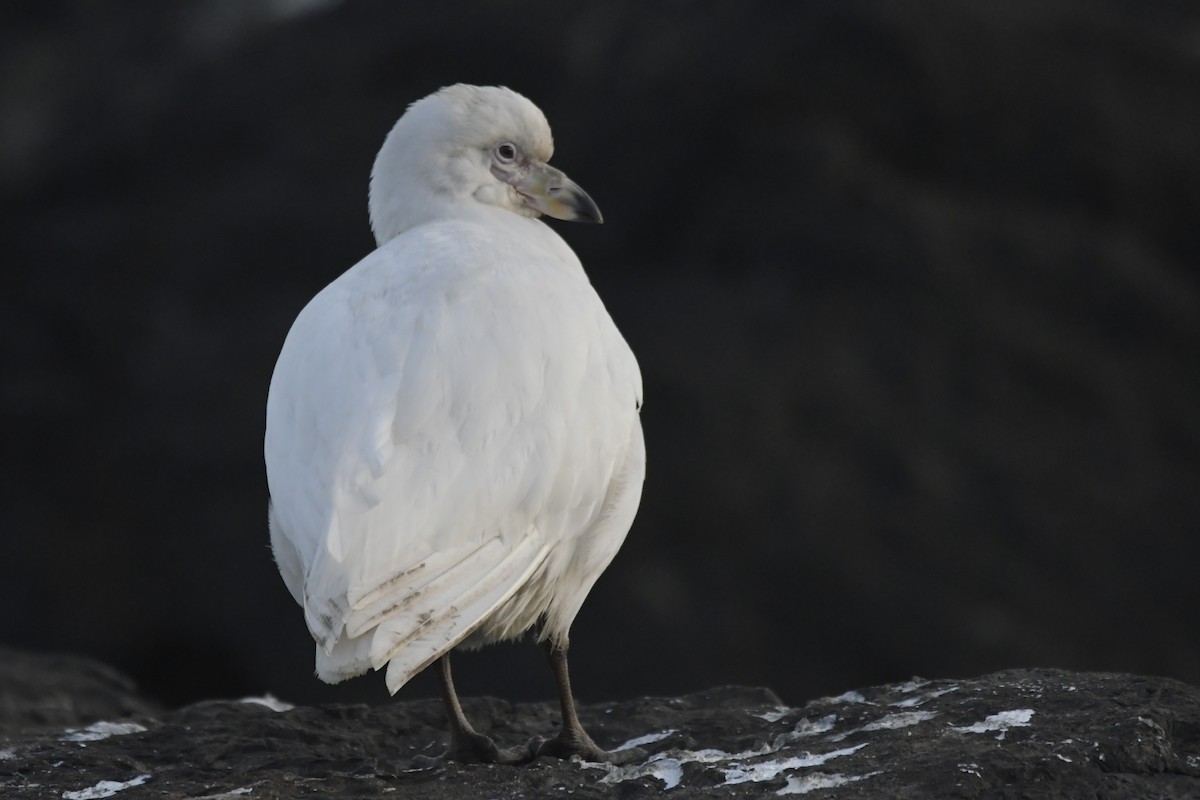 Snowy Sheathbill - ML608942078