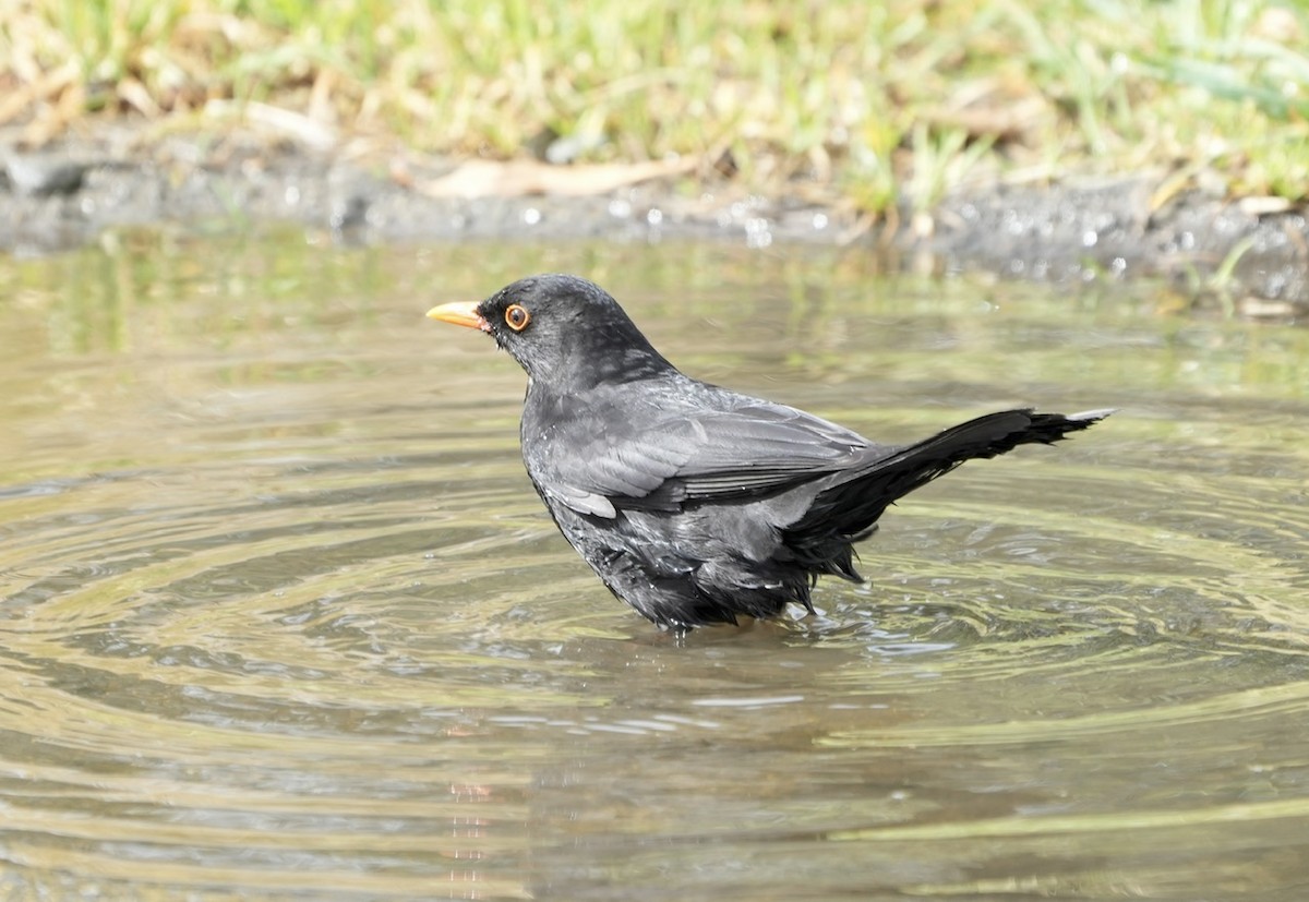 Eurasian Blackbird - Anthony Schlencker