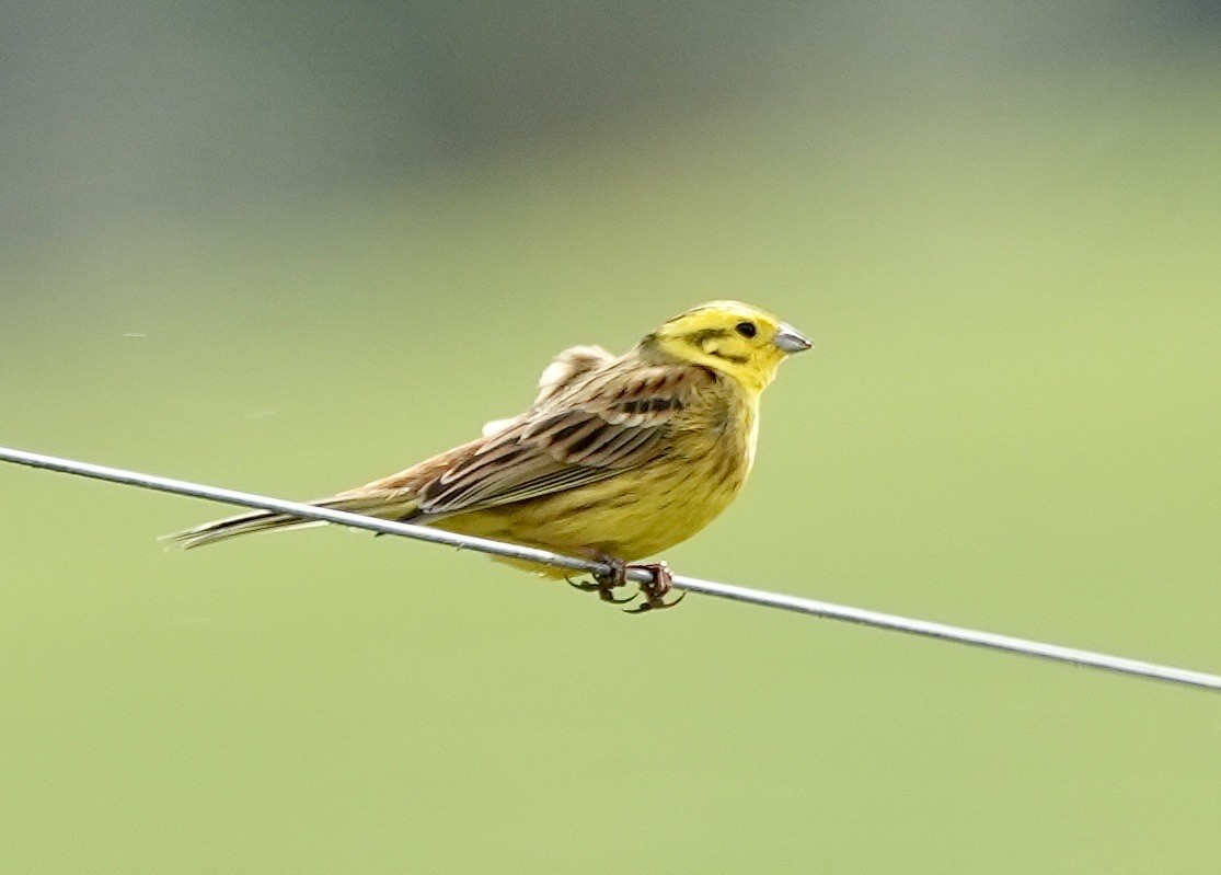 Yellowhammer - ML608942267