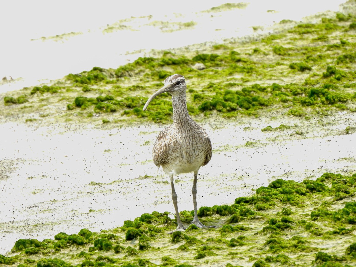 Whimbrel - ML608942368