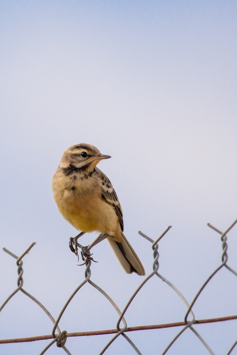 Western Yellow Wagtail - ML608942433