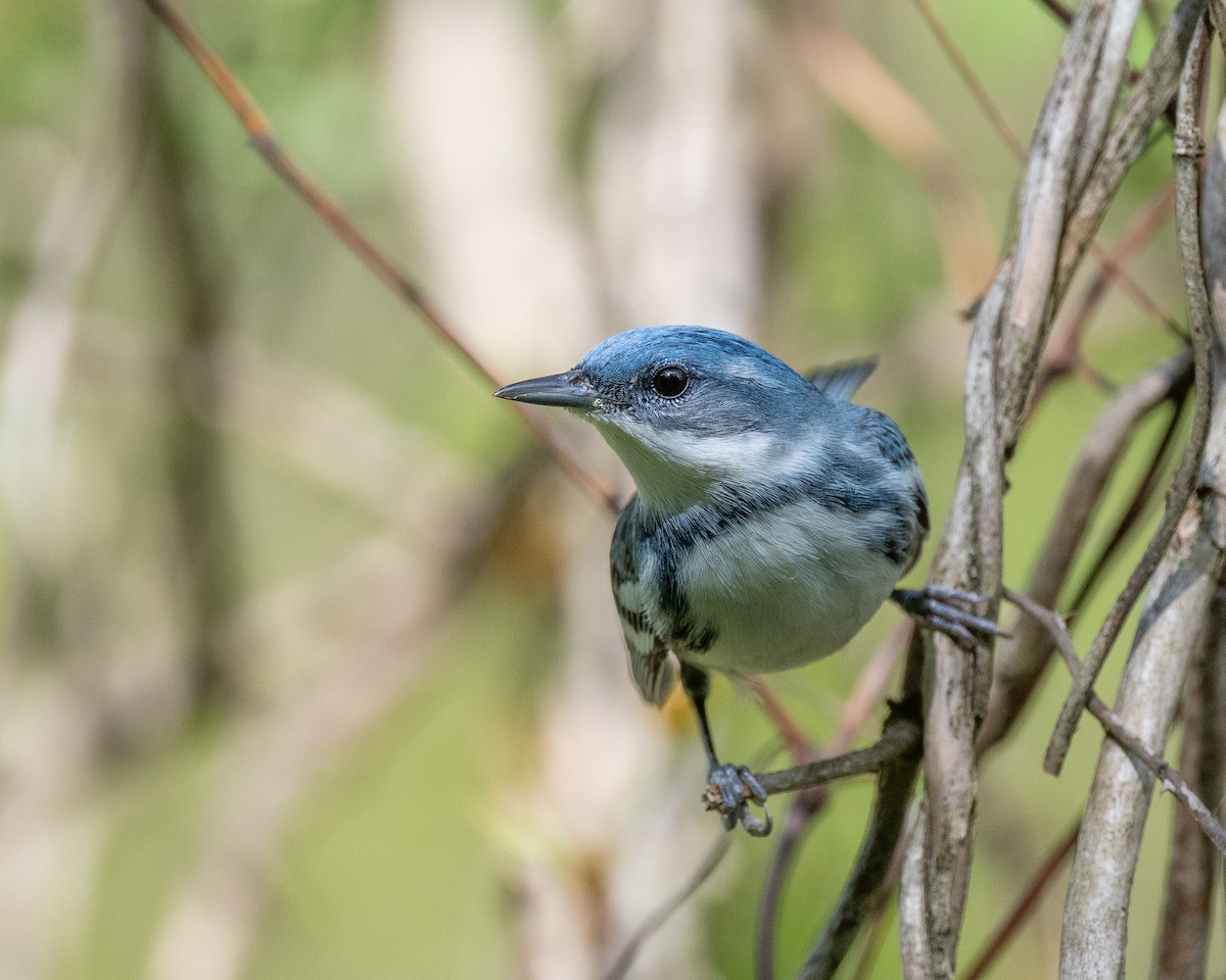 Cerulean Warbler - Bruce Miller