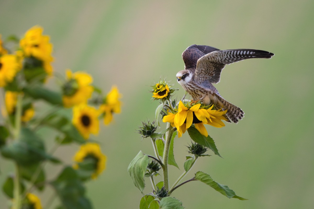 Red-footed Falcon - ML608942554