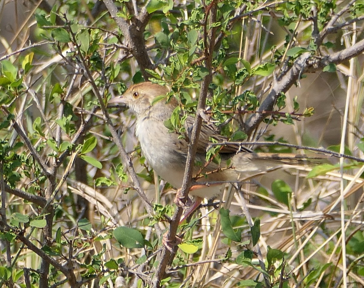 Rattling Cisticola - ML608942622