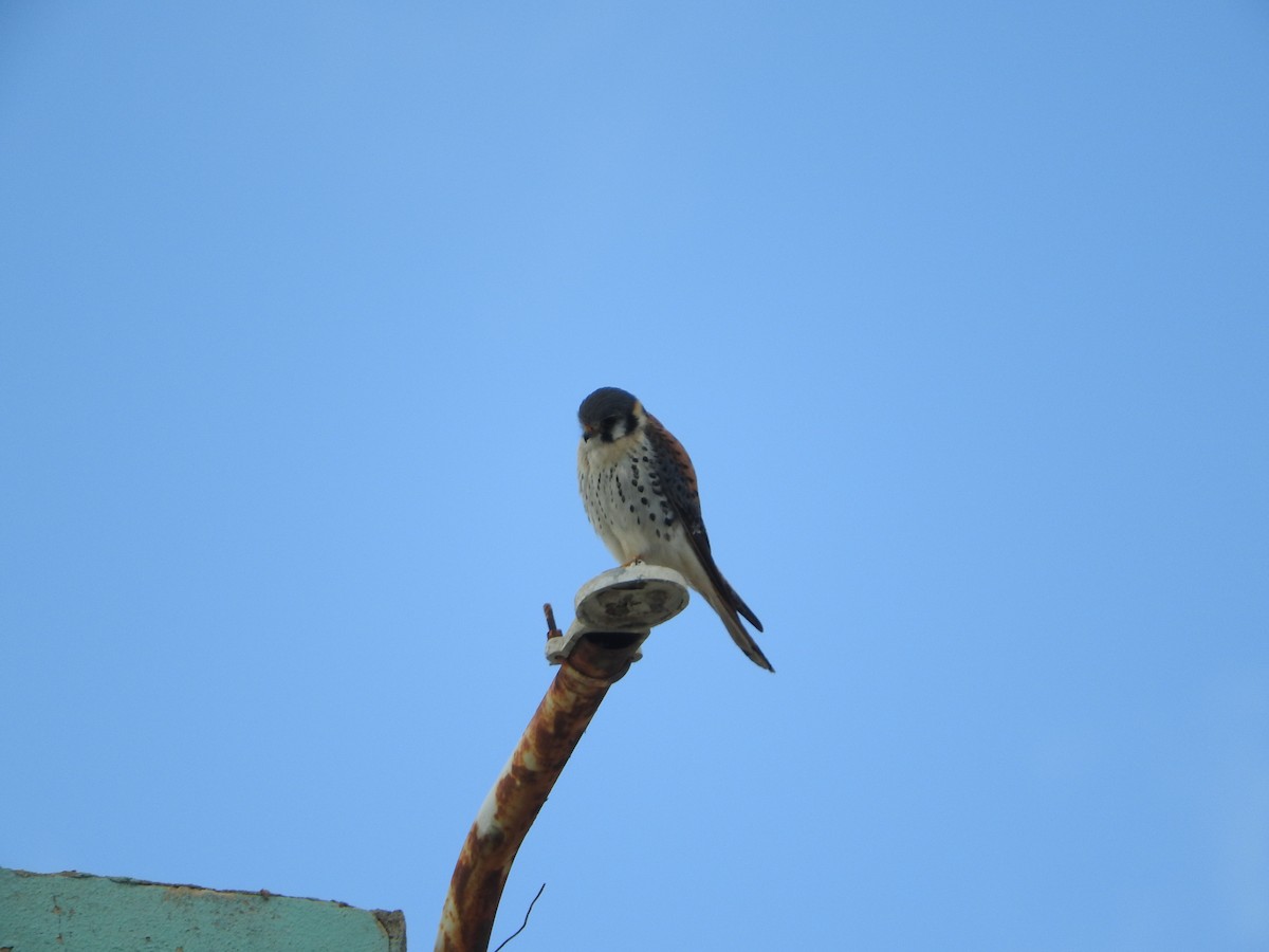 American Kestrel - ML608942626