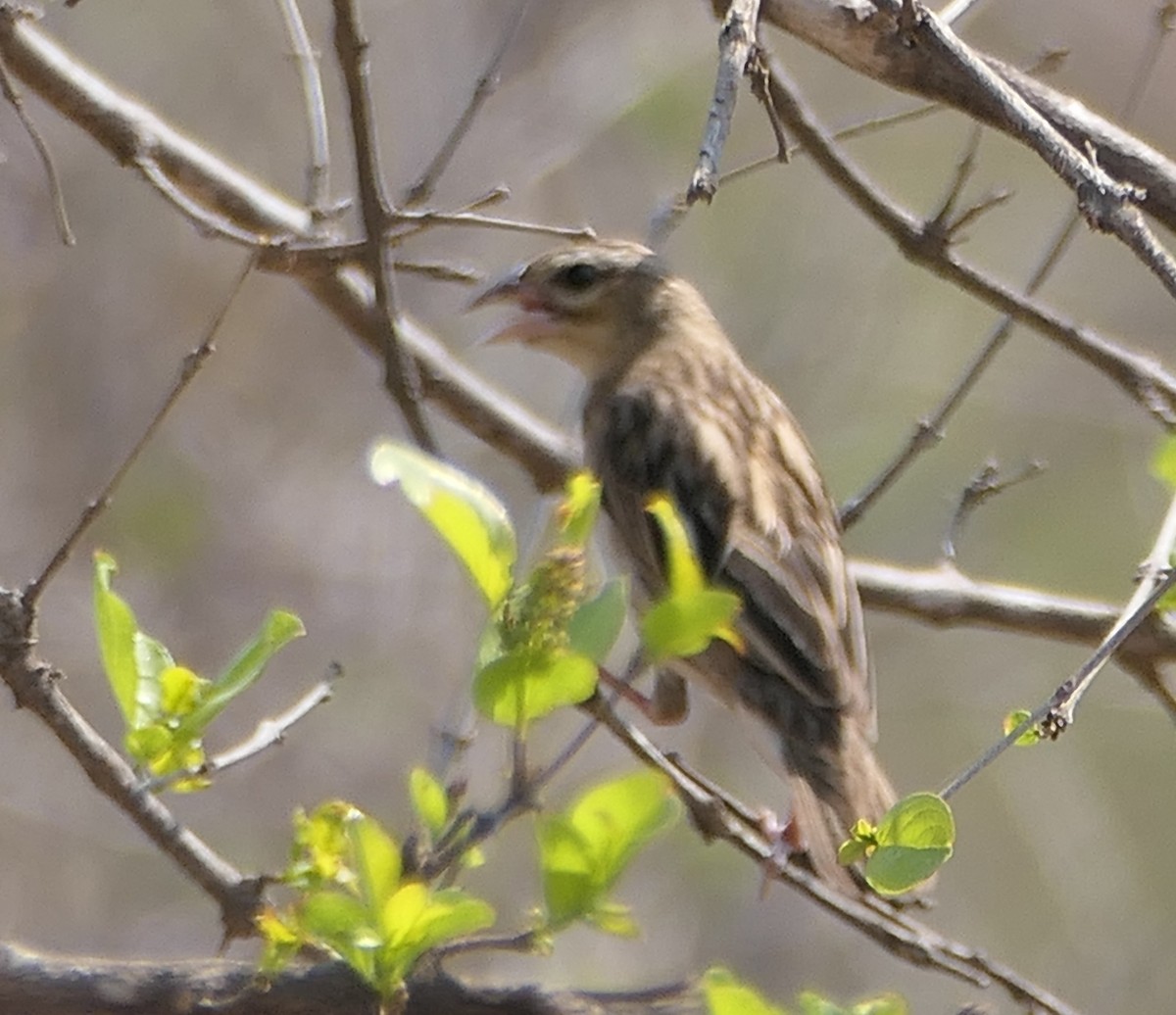 White-winged Widowbird - Dmitrii Konov