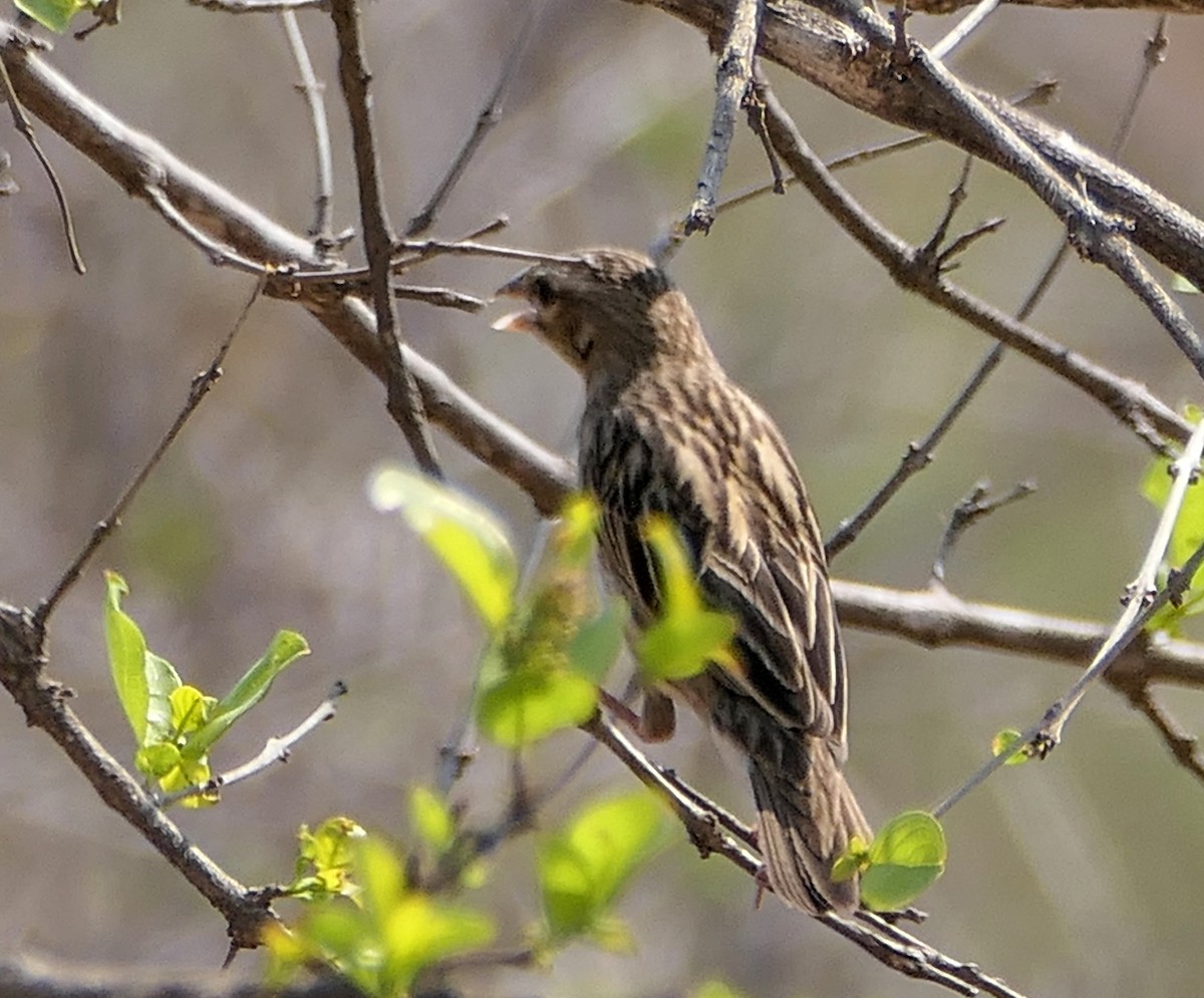 White-winged Widowbird - ML608942634