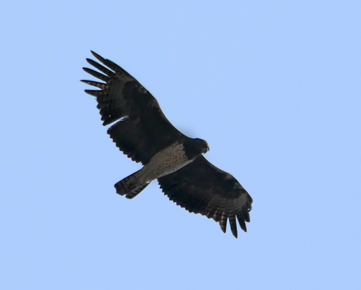 Martial Eagle - ML608942638