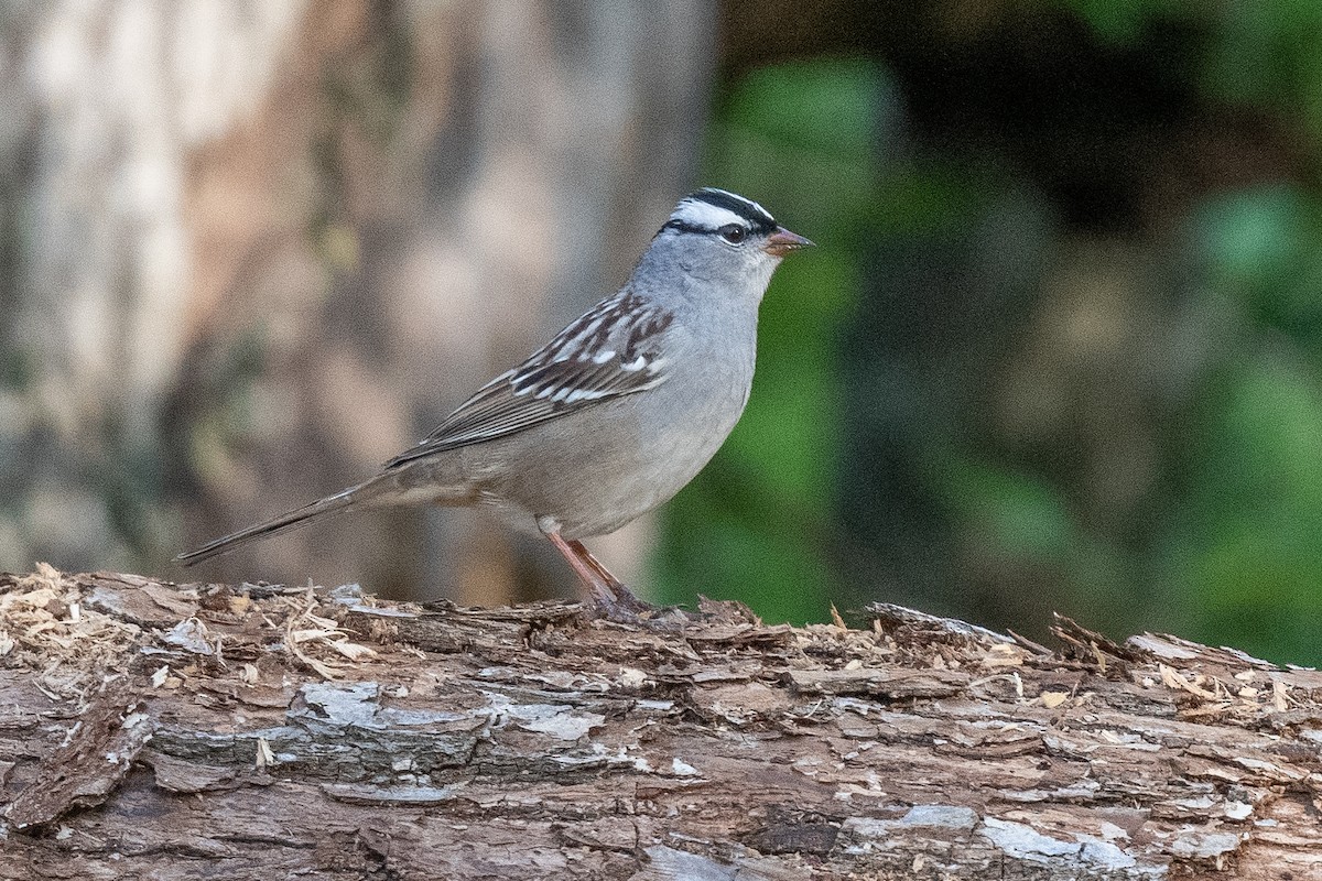 White-crowned Sparrow - Bruce Miller