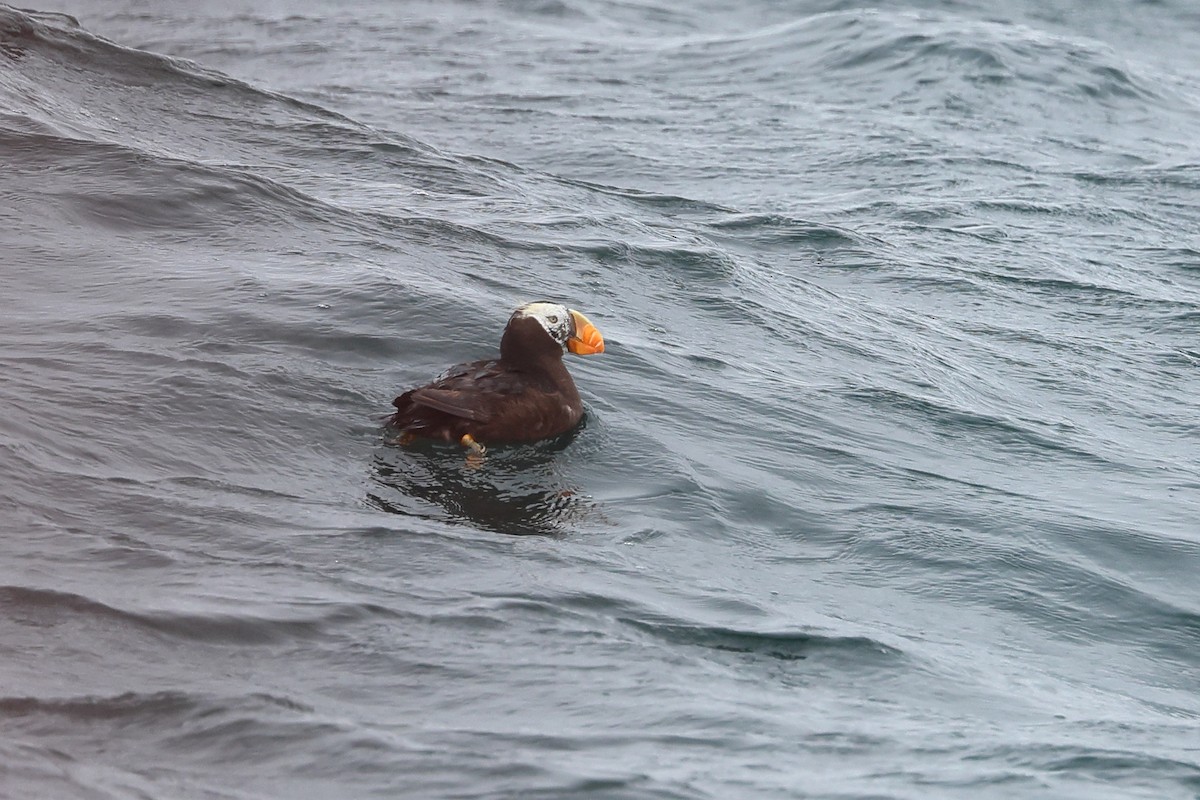 Tufted Puffin - ML608942668