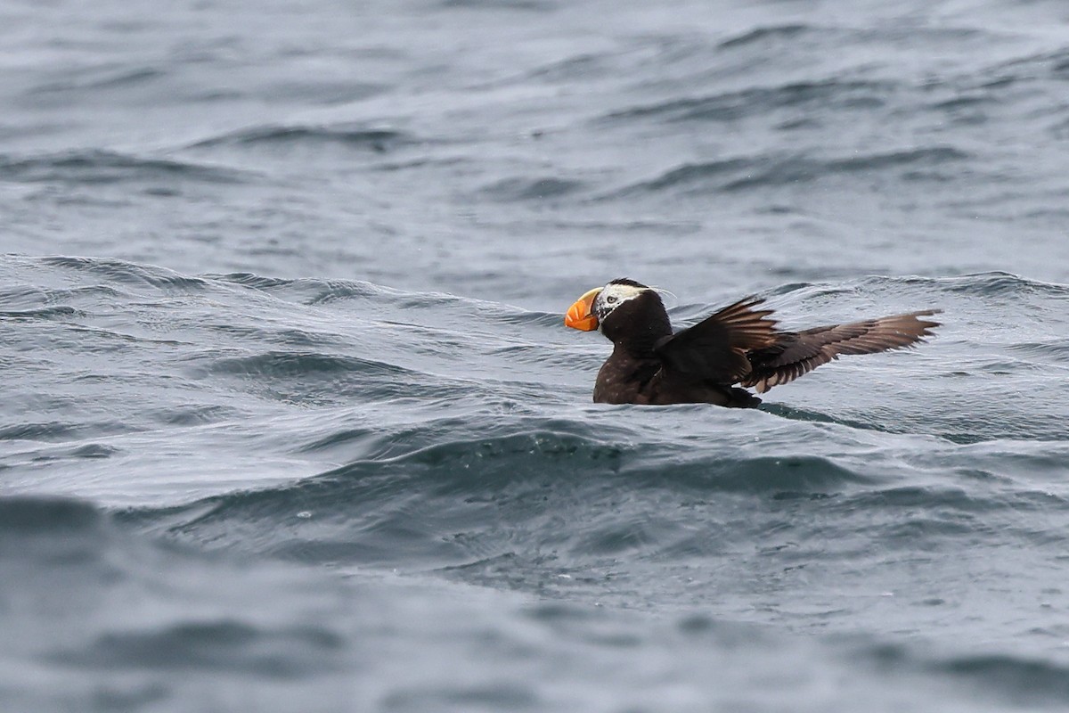 Tufted Puffin - ML608942672