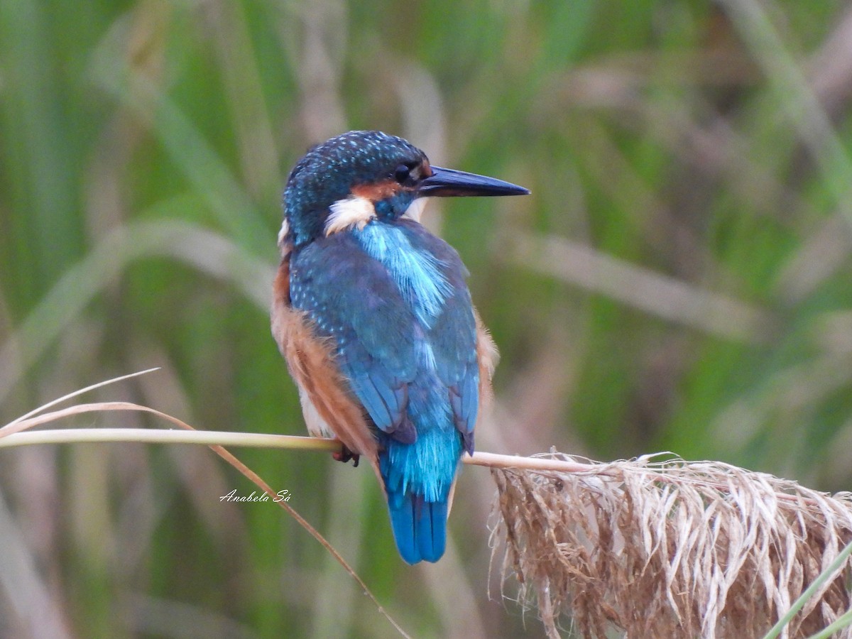 Common Kingfisher - ML608942699