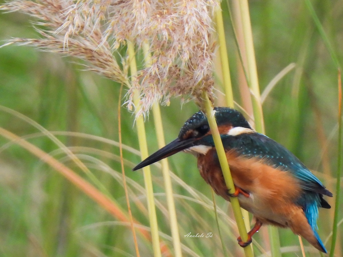 Common Kingfisher - ML608942710