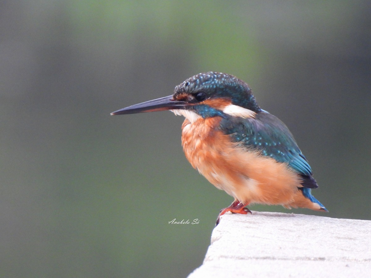 Common Kingfisher - ML608942717