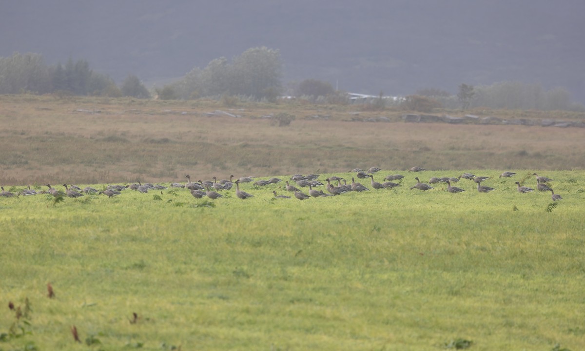 Pink-footed Goose - ML608942731