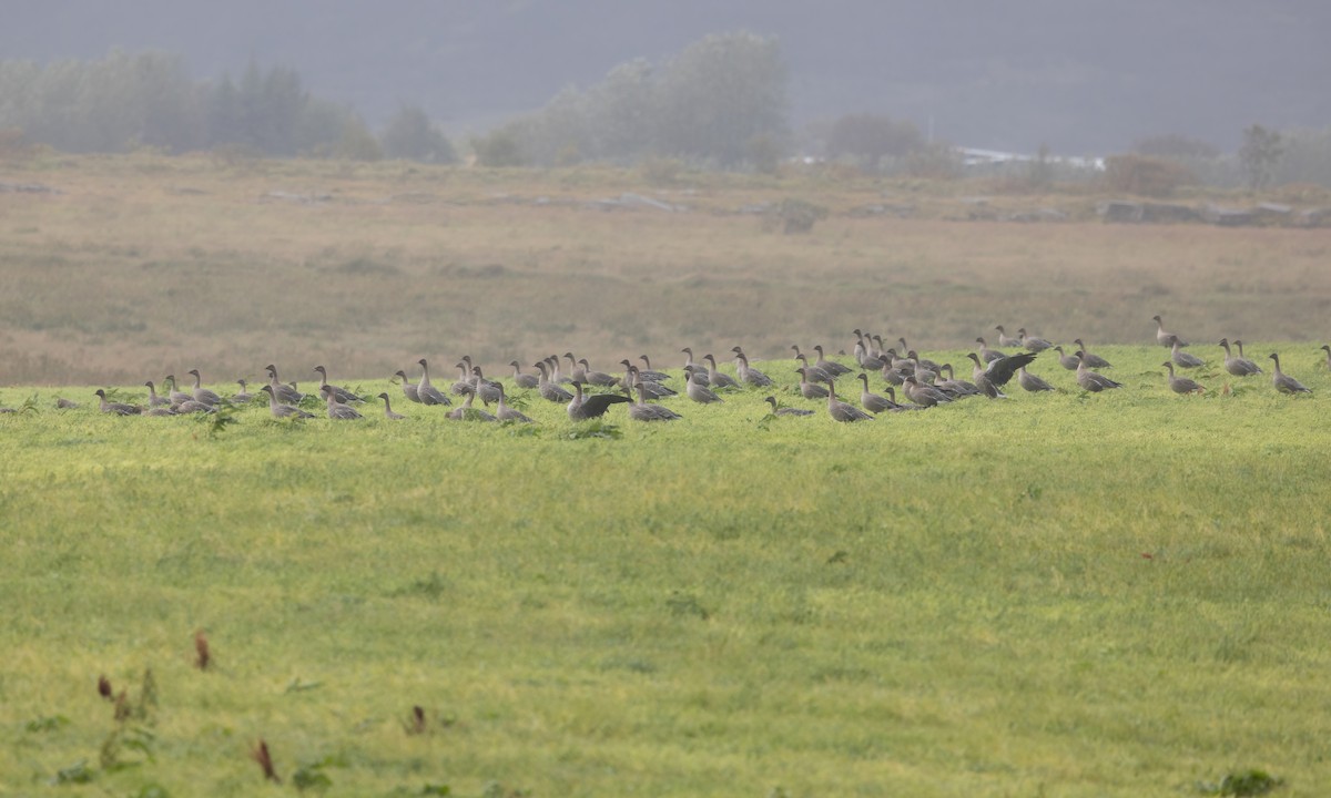 Pink-footed Goose - ML608942732