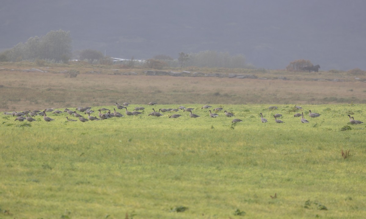 Pink-footed Goose - ML608942733