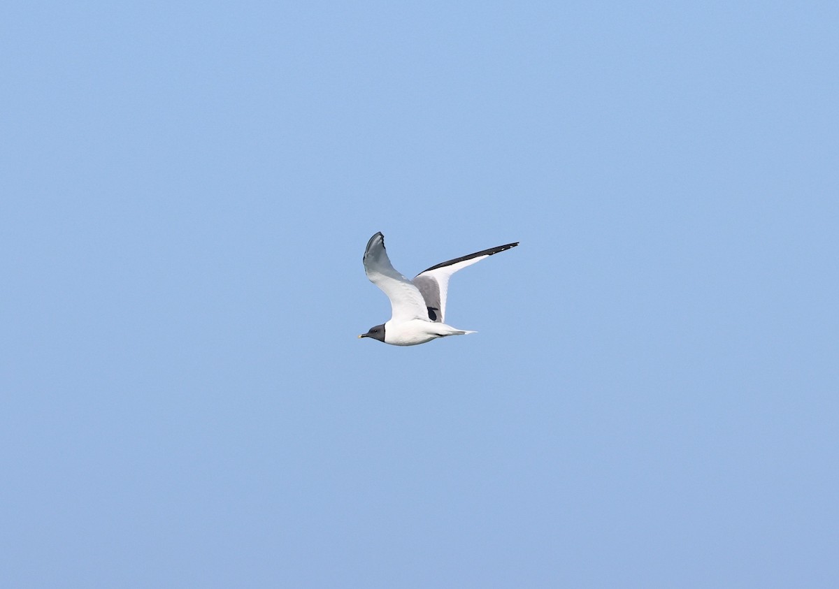 Sabine's Gull - ML608942757