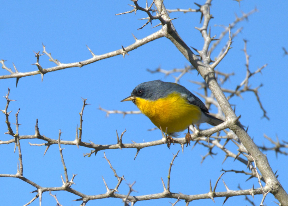 Tropical Parula - ML608942912