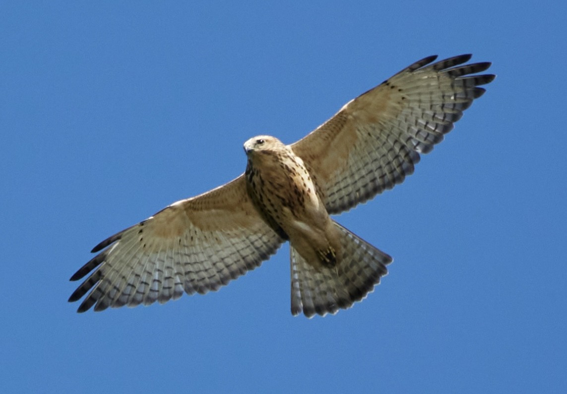 Broad-winged Hawk - terry VP