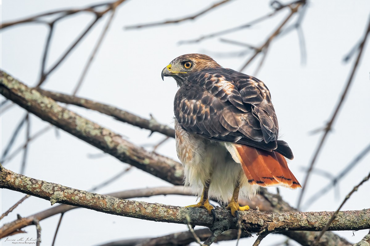 Red-tailed Hawk - James Johnston