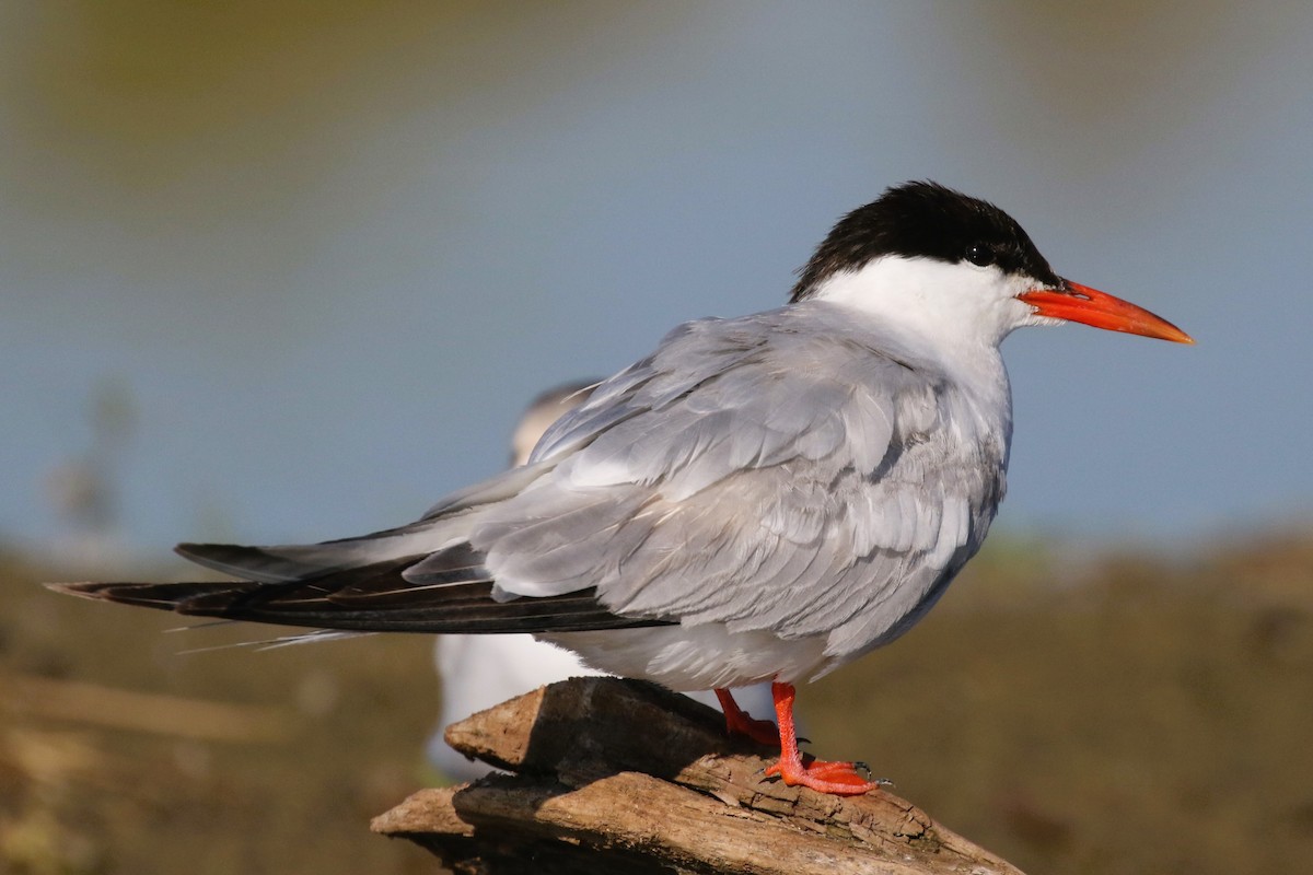 Common Tern - ML608942946