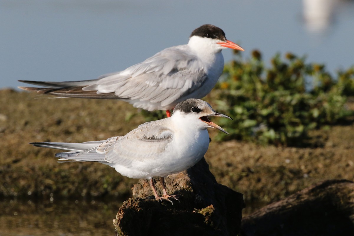 Common Tern - ML608942947