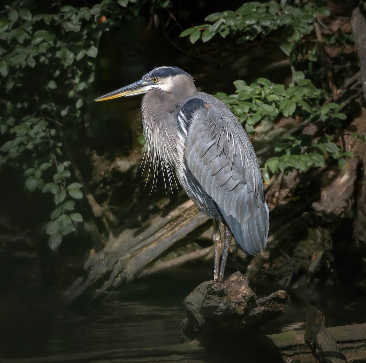 Great Blue Heron - Marisa Hernandez