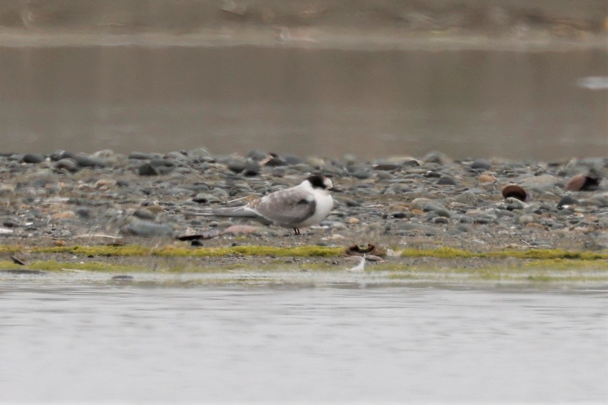 Arctic Tern - Russ Namitz