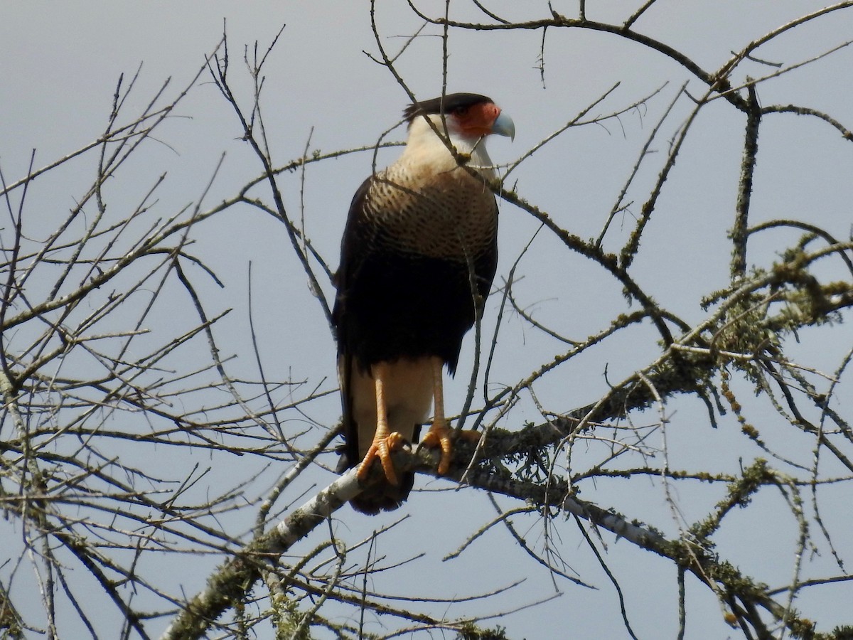 Crested Caracara - ML608943171