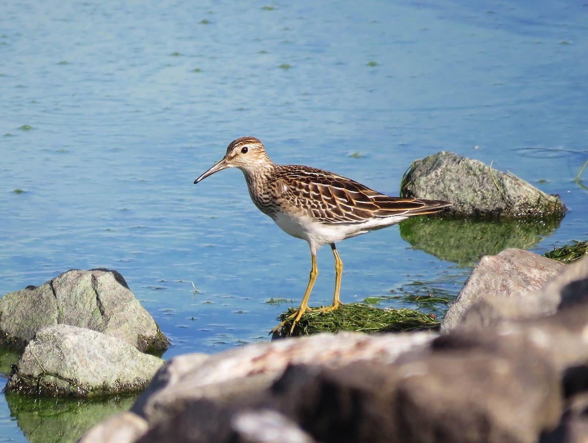 Pectoral Sandpiper - ML608943173