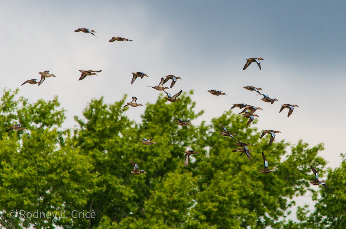 Blue-winged Teal - ML608943189