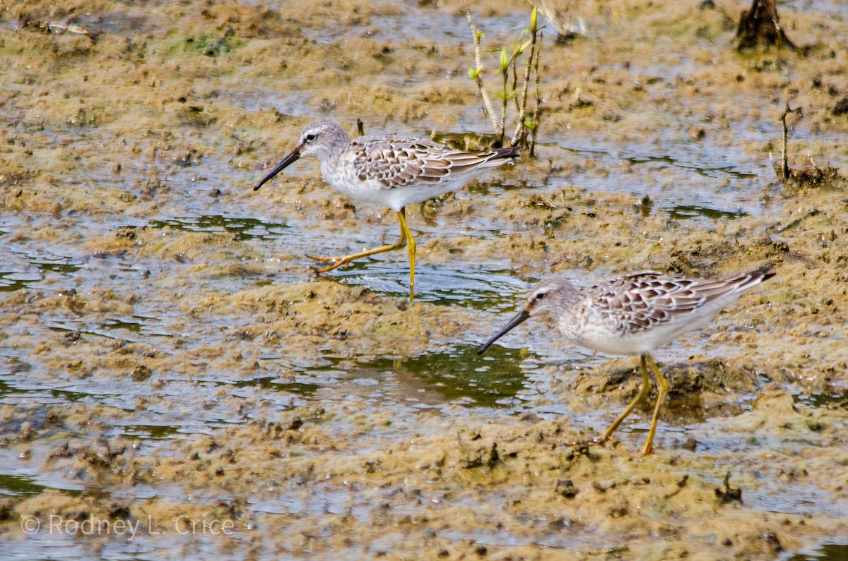 Stilt Sandpiper - ML608943211