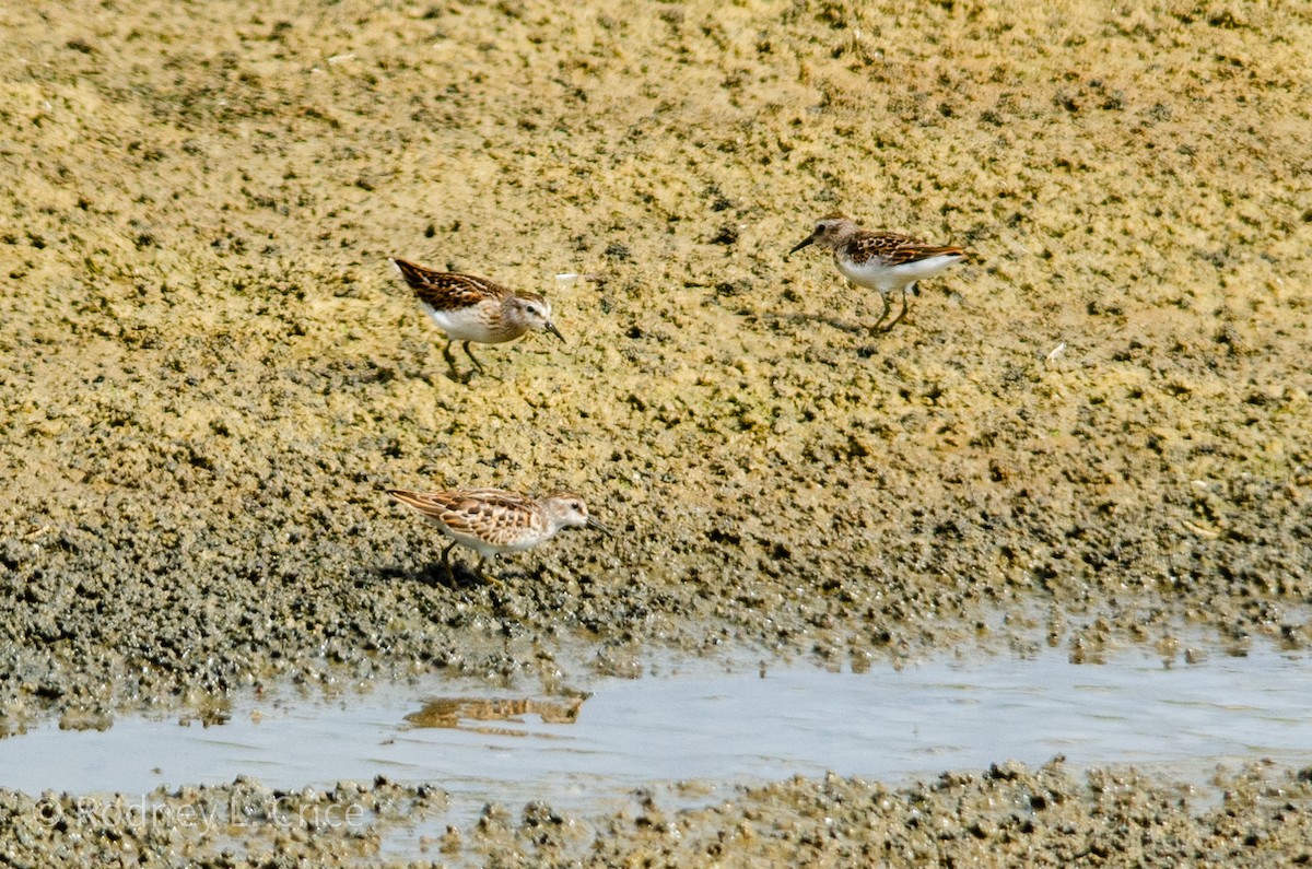 Least Sandpiper - ML608943224