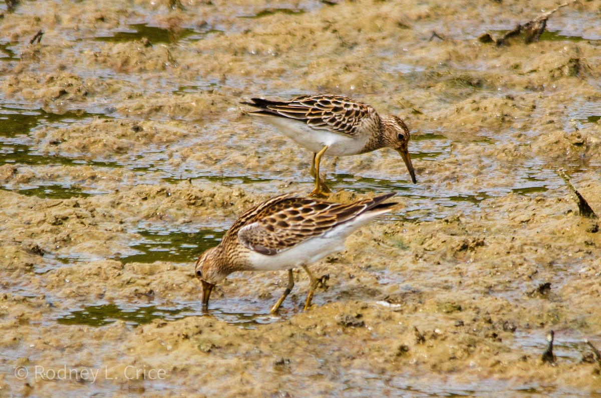 アメリカウズラシギ - ML608943241