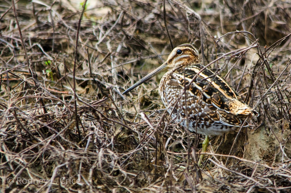 Wilson's Snipe - ML608943273