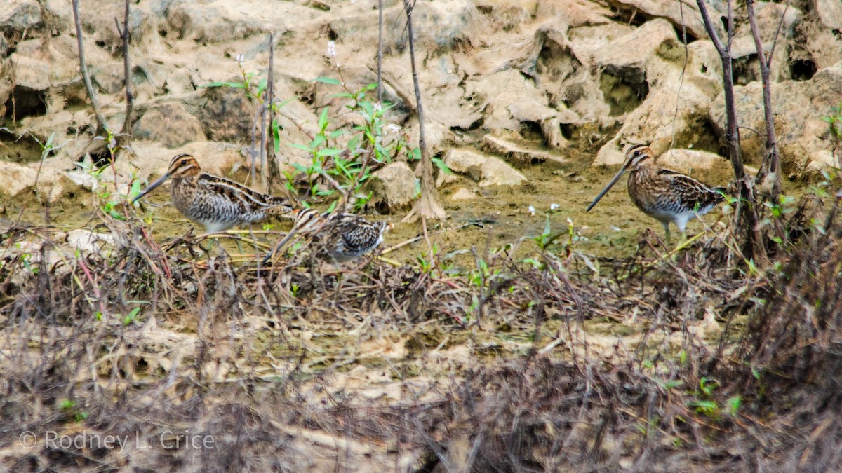 Wilson's Snipe - ML608943275