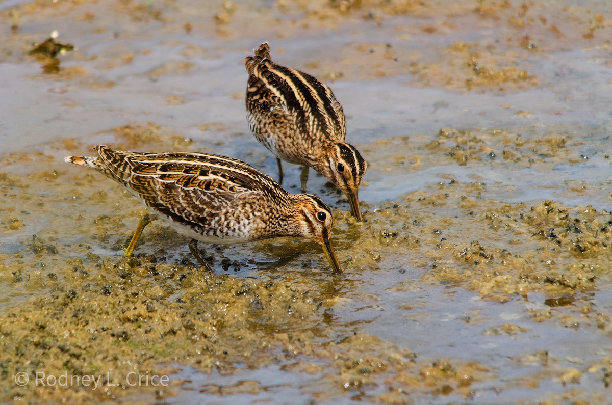 Wilson's Snipe - ML608943277